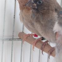 Passeri del Giappone