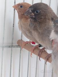 Passeri del Giappone