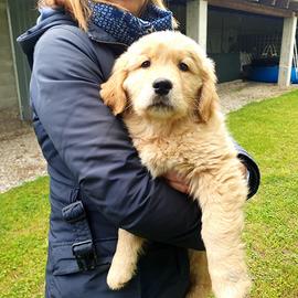 Cuccioli golden retriever