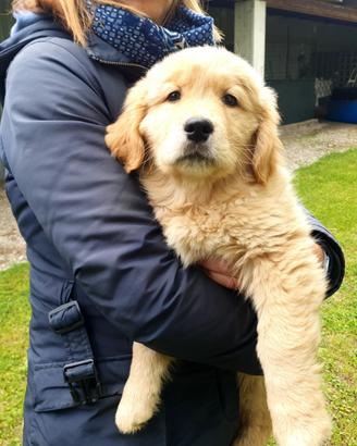 Cuccioli golden retriever