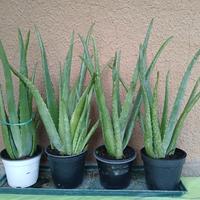 piante di aloe vera