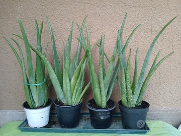 piante di aloe vera