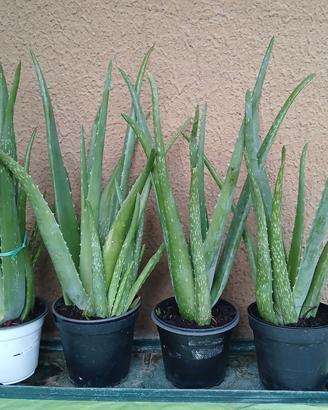 piante di aloe vera
