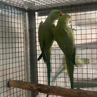 Coppia riproduttiva parochetti dal collare