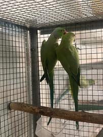 Coppia riproduttiva parochetti dal collare