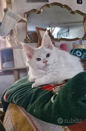 Allevamento cuccioli Maine Coon