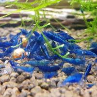 Caridine Blu Blue Dream