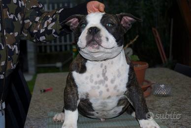 American Bully Pocket