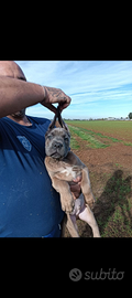 Cucciolo cane corso