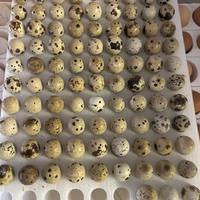 Disponibilità uova quaglie
