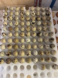 Disponibilità uova quaglie