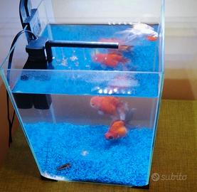 acquario 