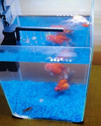 acquario 