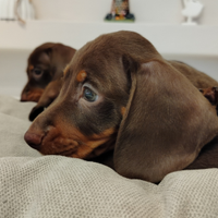 Cuccioli di bassotto cioccolato