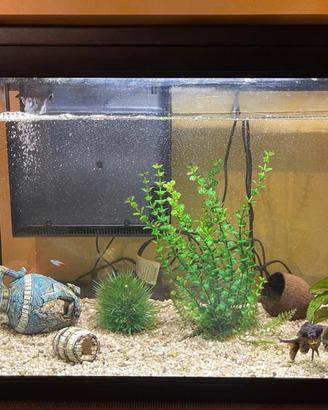 Acquario NEWA