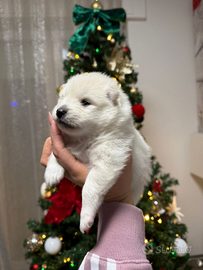 Cuccioli di Volpino spitz