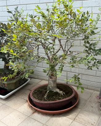 bonsai