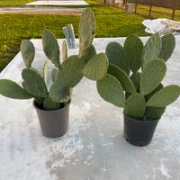 Piante fico d’india