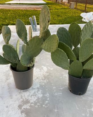 Piante fico d’india