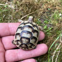 Tartarughe di terra sardegna