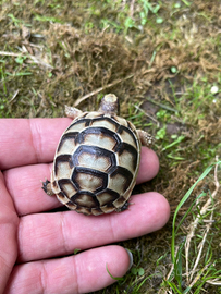 Tartarughe di terra sardegna