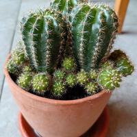 3 talee di cactus