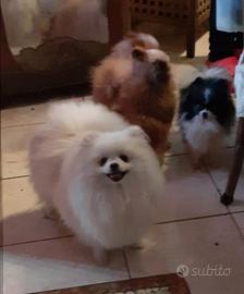Spitz di pomerania nano