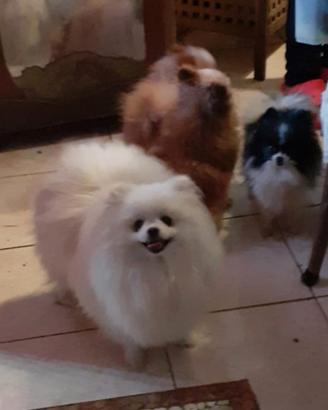 Spitz di pomerania nano