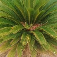Piante Cycas