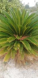 Piante Cycas