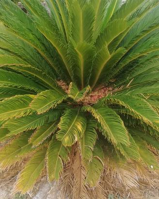 Piante Cycas
