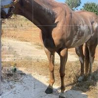 Cavallo quarter X appaloosa