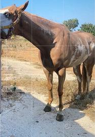 Cavallo quarter X appaloosa