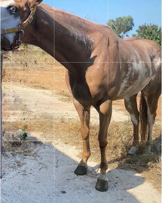 Cavallo quarter X appaloosa