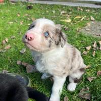 Cuccioli di Border Collie