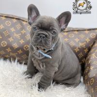 Luxurious French Lélite del bulldog francese Blue