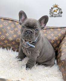 Luxurious French Lélite del bulldog francese Blue