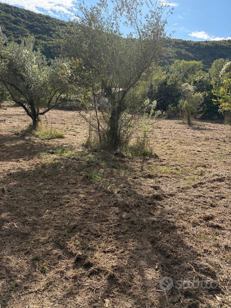 Vendita Terreno Agricolo con Oliveto - Vista 5