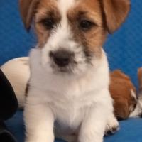 Jack Russell pelo ruvido