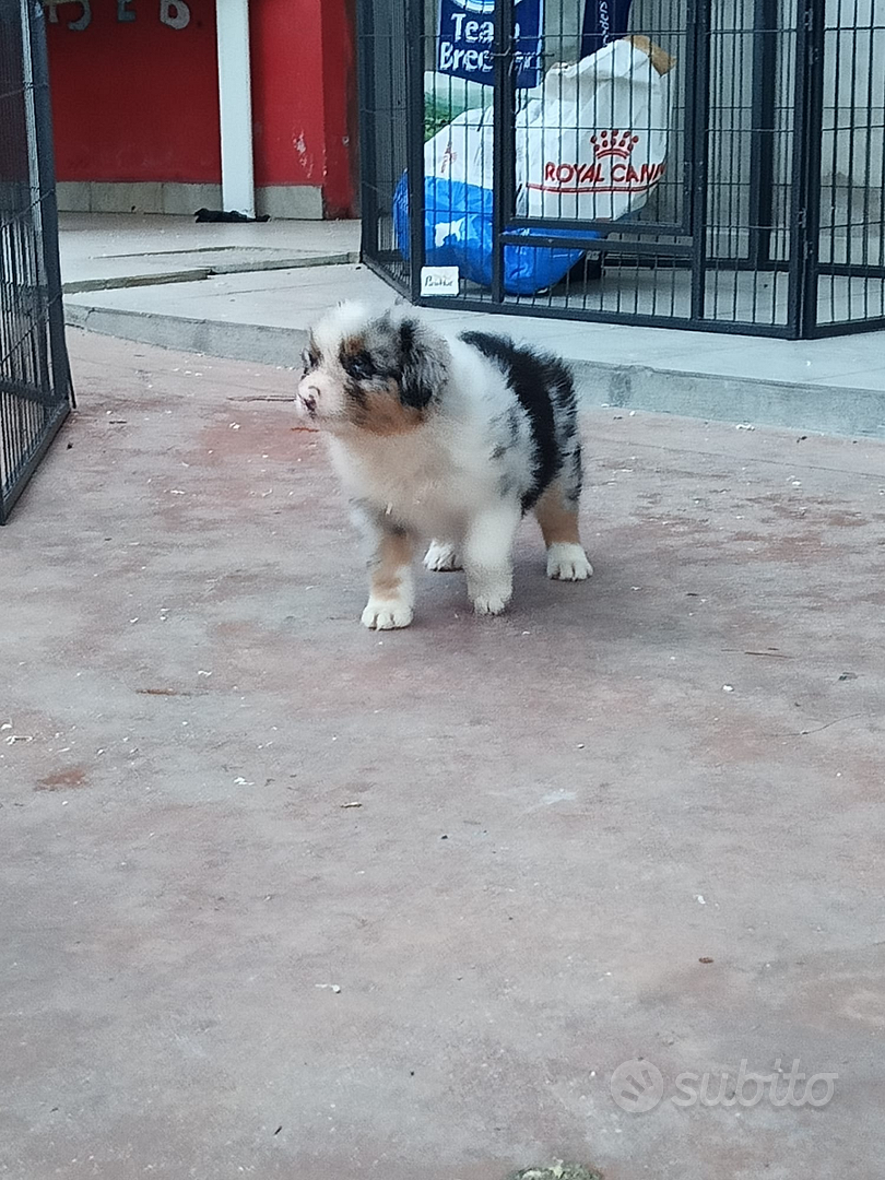 Pastore Australiano, image size:810x1080