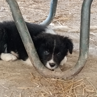 Cucciola border collie