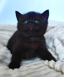 Gattino Scottish Straight pedigree ENFI