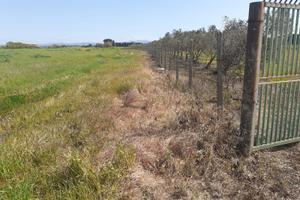 Terreno agricolo irriguo agro di Villasor