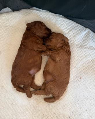 Cuccioli di barboncino toy fulvi