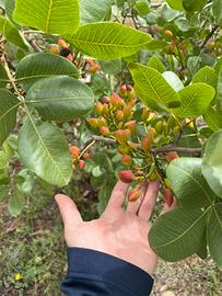 Marze di pistacchi 6 varietà