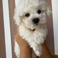 Cuccioli di Bichon Frise