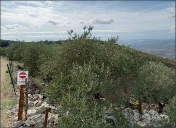 Terreno Agricolo a Sonnino