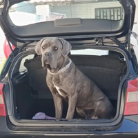 Cane corso da monta