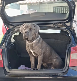 Cane corso da monta