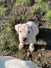 Cucciolo dogo argentino
